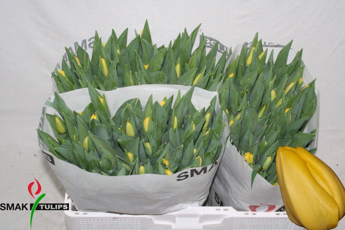 <h4>TU EN NOVI SUN</h4>