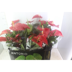 ANTHURIUM MICHIGAN P17 PREMIUM