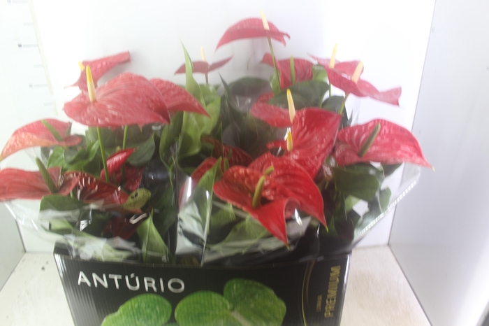<h4>ANTHURIUM MICHIGAN P17 PREMIUM</h4>