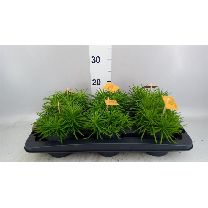 <h4>Senecio archeri 'Himalaya'</h4>