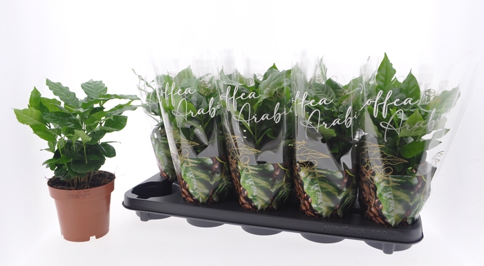 <h4>COFFEA ARABICA</h4>