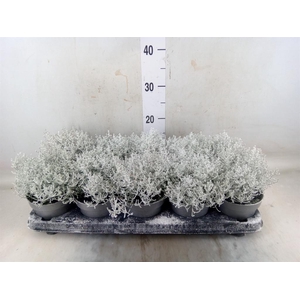 Leucophyta brownii 'Challenge'