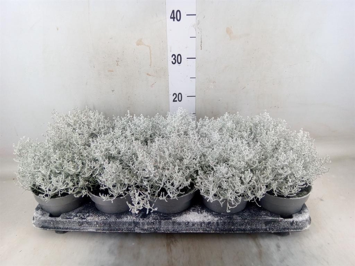 <h4>Leucophyta brownii 'Challenge'</h4>