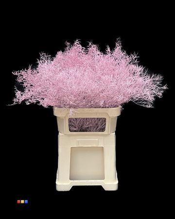 <h4>Limonium Light Pink</h4>
