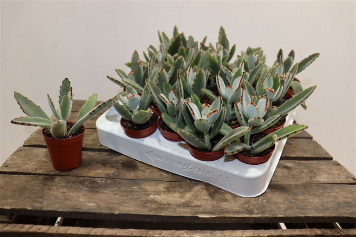 <h4>arr8 Kalanchoe Tomentosa</h4>