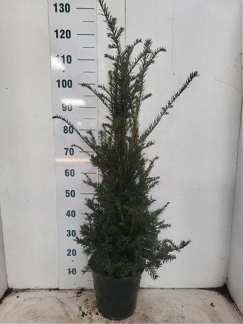 <h4>TAXUS BACCATA</h4>