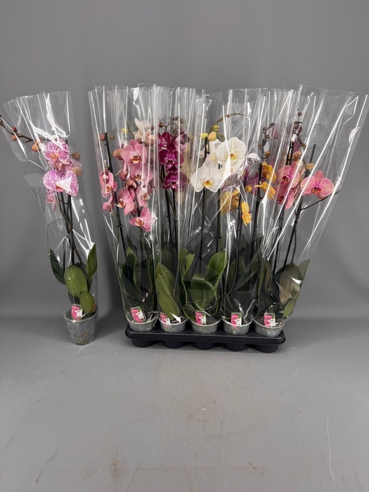 <h4>PHAL GEM 5 KL</h4>