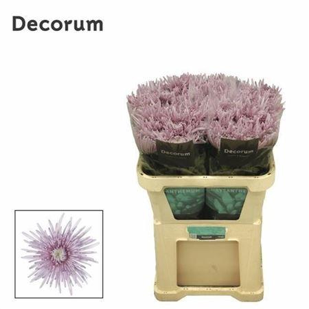 <h4>Chr G Cipria</h4>