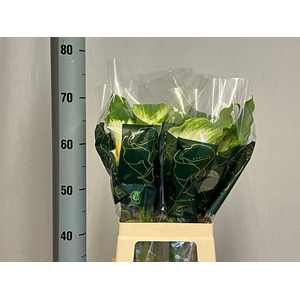 ZANT AE GREEN GODDES