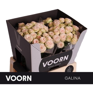 Rosa TR 'Galina' VOORN