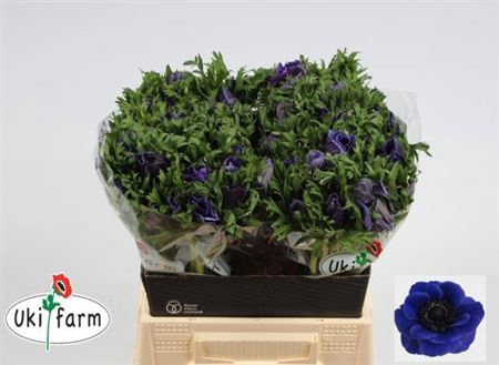 <h4>Anem Co Galil Blauw</h4>