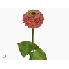 ZINNIA Q RED LIME