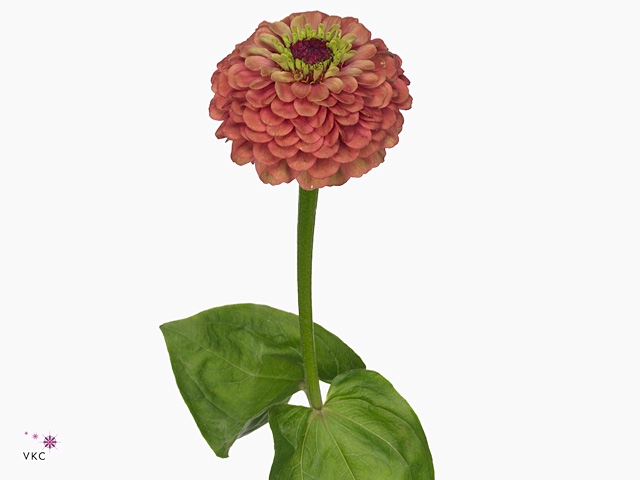ZINNIA Q RED LIME