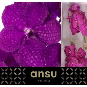 Vanda Ni Rasp Cerise X16