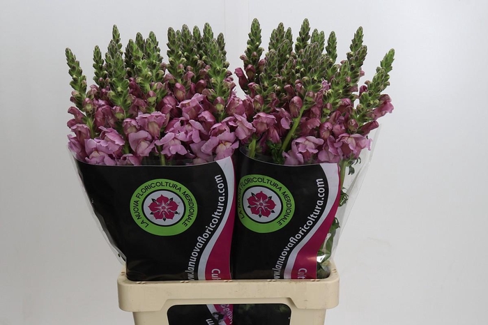 <h4>Antirrhinum Potomac Lavender</h4>