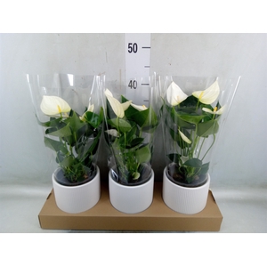 Anthurium  'Karma White'
