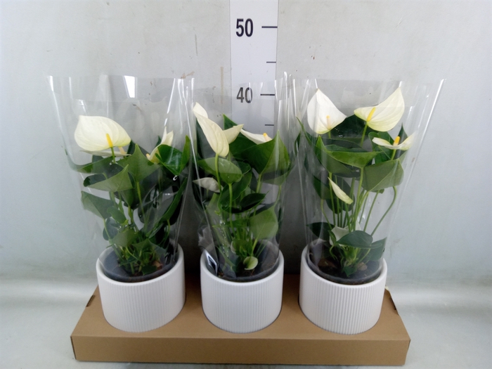 <h4>Anthurium  'Karma White'</h4>