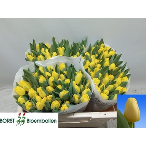 TU EN ANTARCTICA SUN