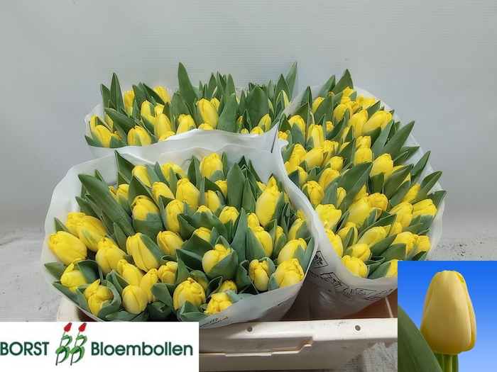 <h4>TU EN ANTARCTICA SUN</h4>