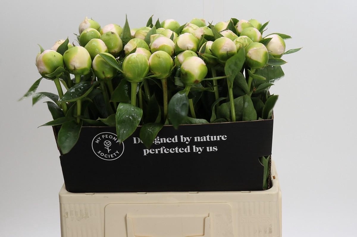<h4>Paeonia Princess Bride</h4>