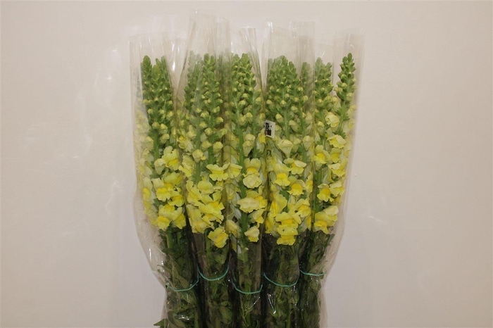 <h4>Antir Overig Yellow</h4>