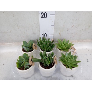 Succulents   ...mix 3