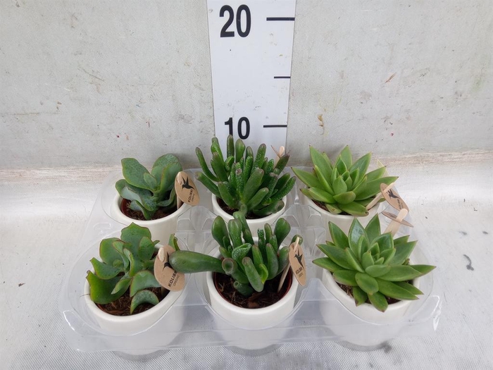 <h4>Succulents   ...mix 3</h4>