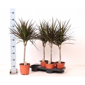 Dracaena marg. 'Magenta'