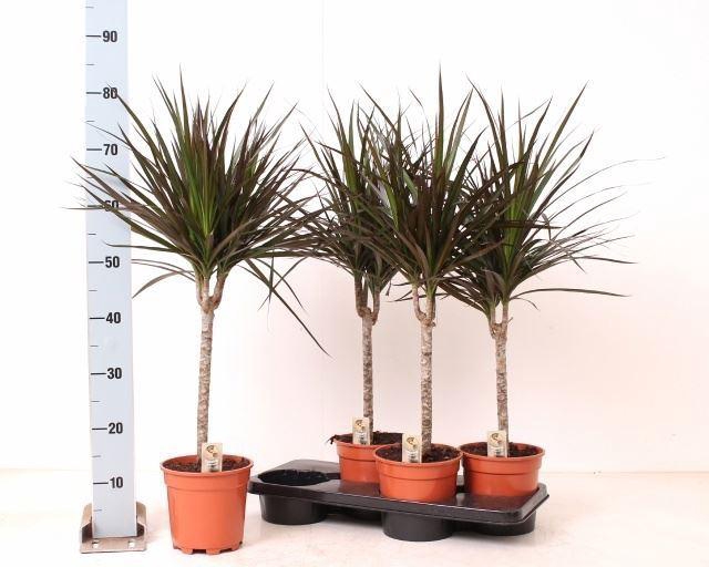 <h4>Dracaena marg. 'Magenta'</h4>