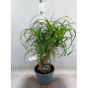 Beaucarnea recurvata