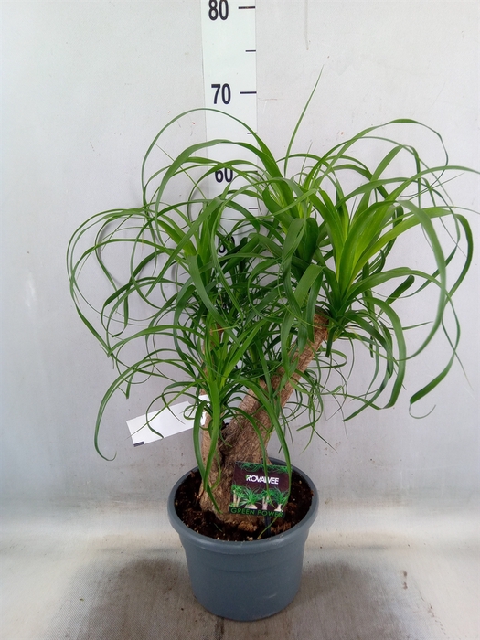 <h4>Beaucarnea recurvata</h4>