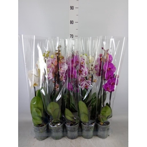 Phalaenopsis   ...mix  5