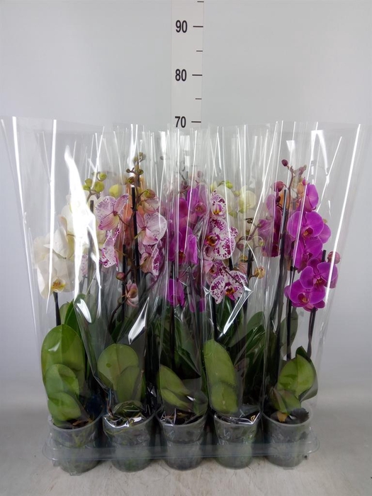 <h4>Phalaenopsis   ...mix  5</h4>