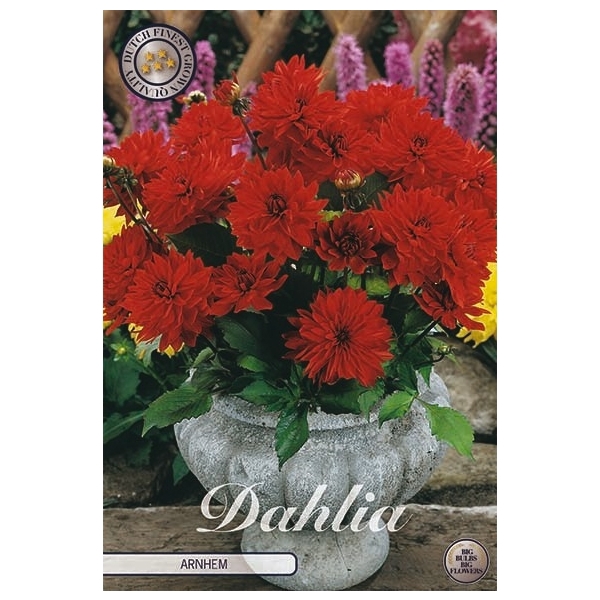 <h4>Dahlia Arnhem x1</h4>