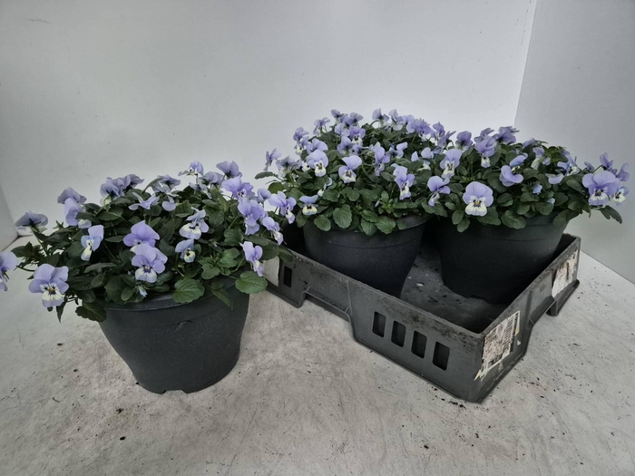 <h4>Vio Co Em Marina</h4>