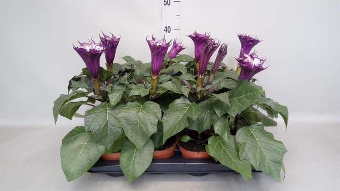 <h4>Datura   ...</h4>