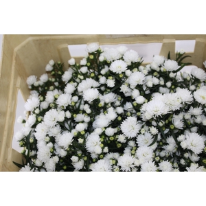ASTER MARIANA 040 CM
