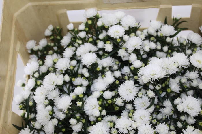<h4>ASTER MARIANA 040 CM</h4>