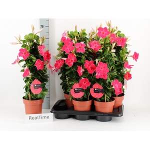 MANDE QOS HOT PINK