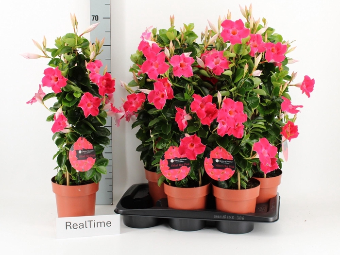 <h4>MANDE QOS HOT PINK</h4>