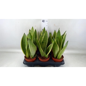 Sansevieria trifa.   ...