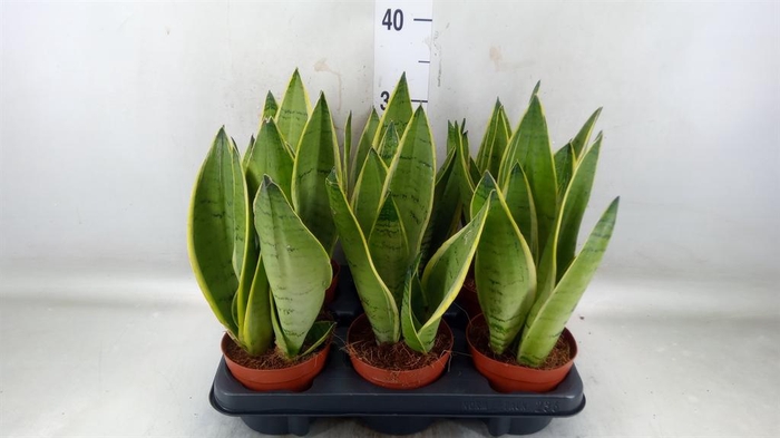 <h4>Sansevieria trifa.   ...</h4>