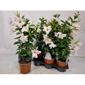 MANDE SUN WHITE