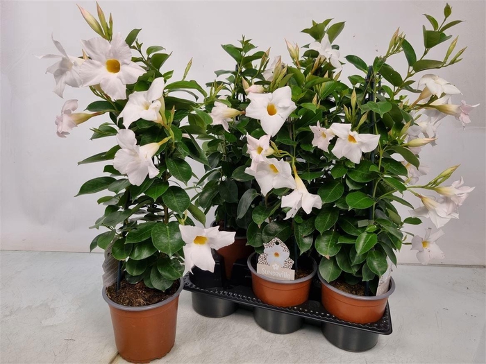 <h4>MANDE SUN WHITE</h4>