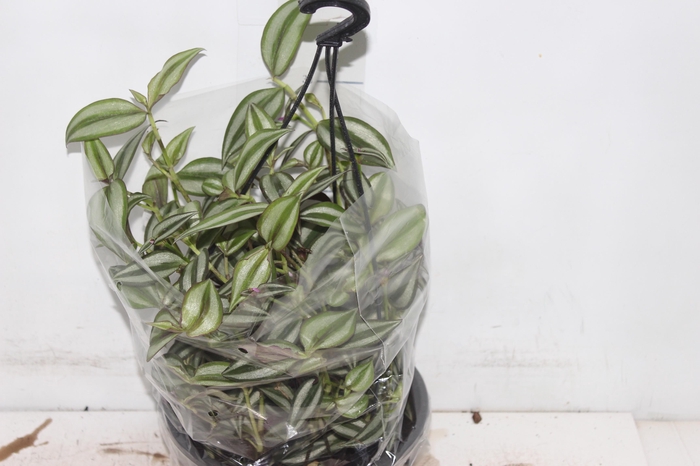 <h4>TRADESCANTIA ZEBRINA C21</h4>
