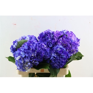 Hydr M Lavender Tinted