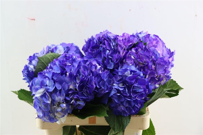 <h4>Hydr M Lavender Tinted</h4>