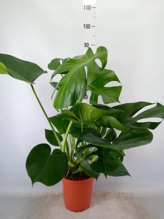 <h4>Monstera delic.</h4>