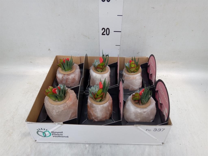 <h4>Arr.  Succulents L%</h4>