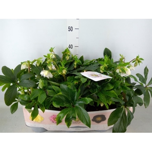 Helleborus ori. 'Verboom Cinderel'